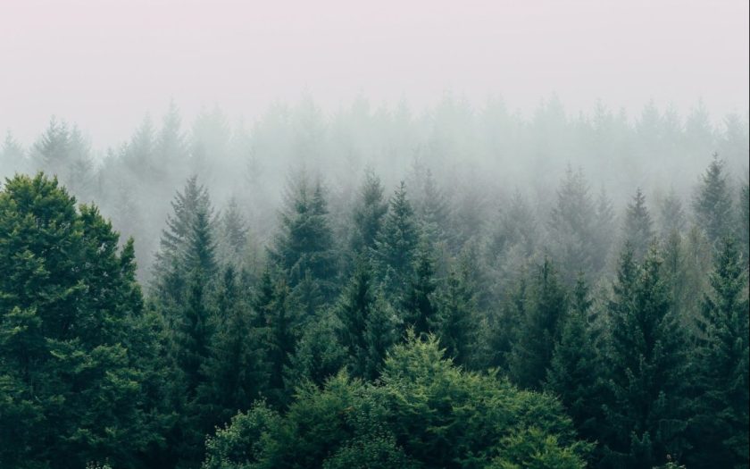 Search For Trees: Tree Search